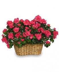 pink flowers in a basket